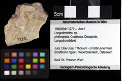 Foto (Objket + Etiketten) von Longodromites sp. 